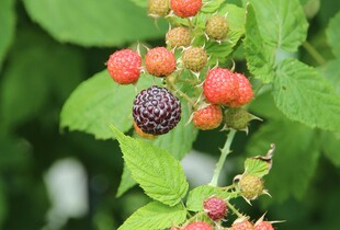 Як захистити молоді кущі малини від перепадів температур