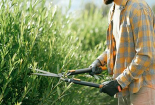 Догляд за декоративними кущами у листопаді — що потрібно зробити перед зимою