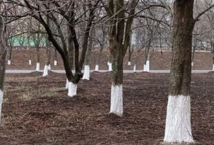 Так ви лише нашкодите — як не можна білити дерева перед зимою