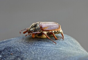 Хрущі на городі: як підготувати землю в листопаді, щоб не було шкідників