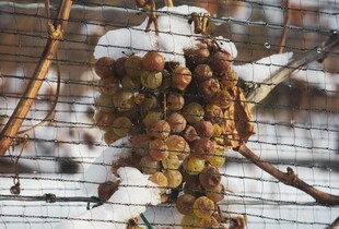 Як перевірити, чи добре укритий виноград від холоду в грудні