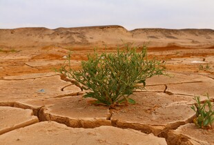Метеорологи попереджають про прихід Ель-Ніньйо в 2026 році