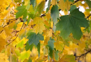 В Україну прийшло молоде 