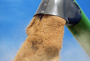 рф нарощує експорт зерна через Балтику: Латвія відповідає 300% митом і перевірками вантажів
